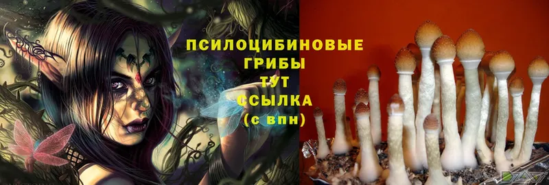 MEGA сайт  Муравленко  Псилоцибиновые грибы Cubensis 